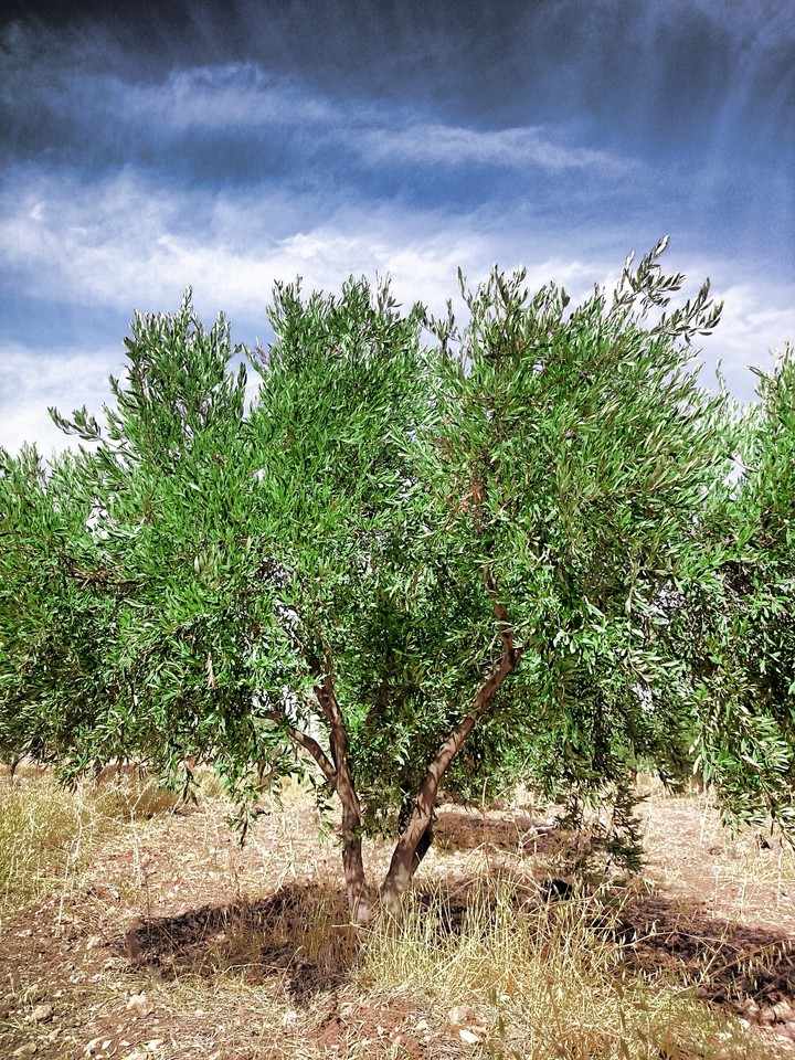 tree