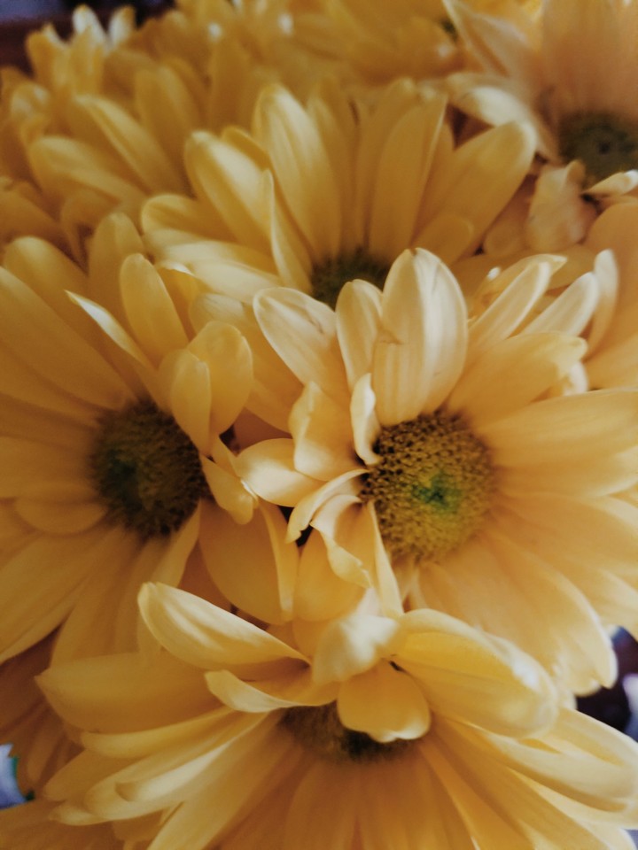 autumn beauty's