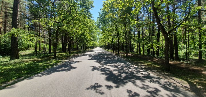 forest