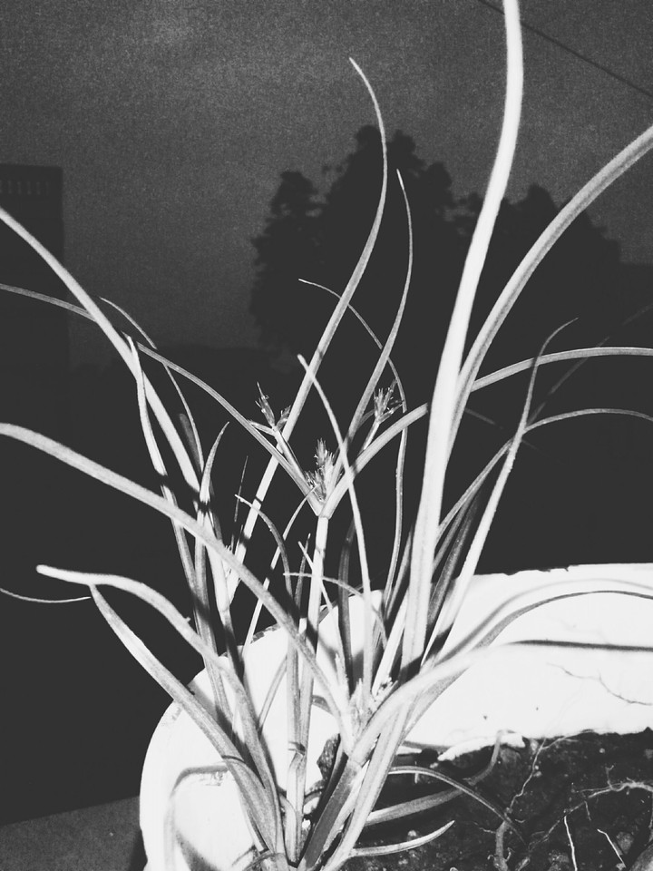 grAss