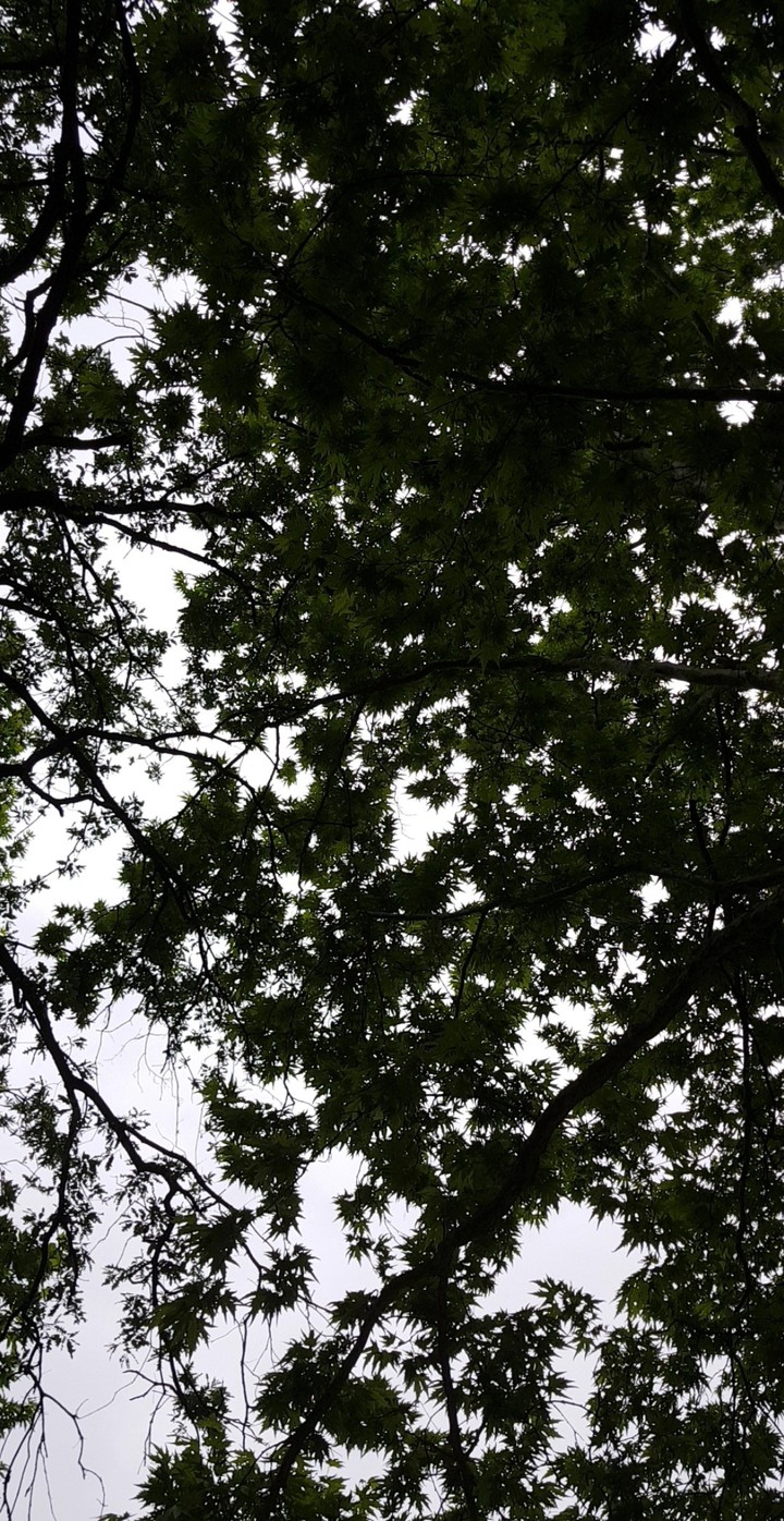 leaf on sky