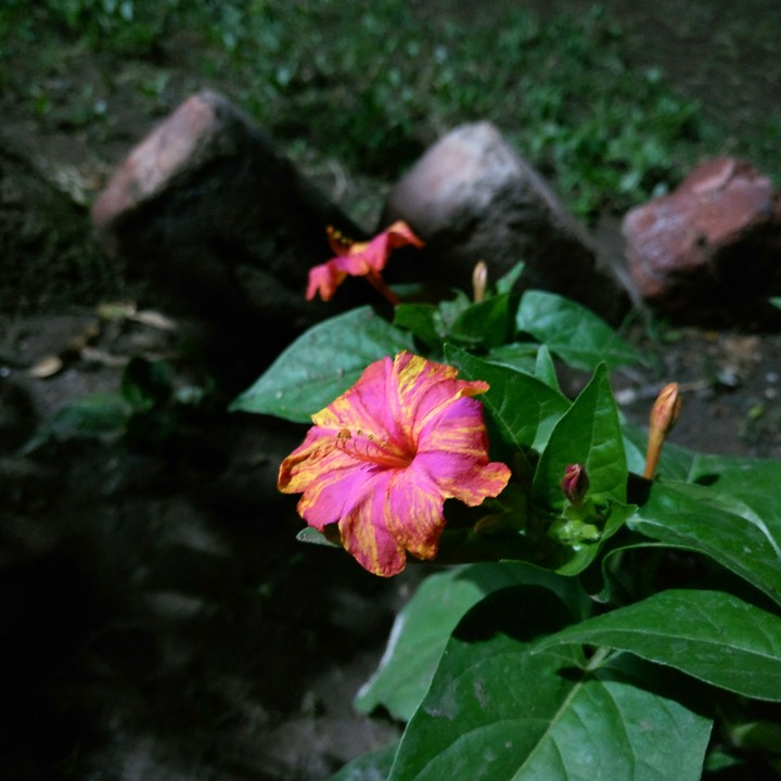 flower