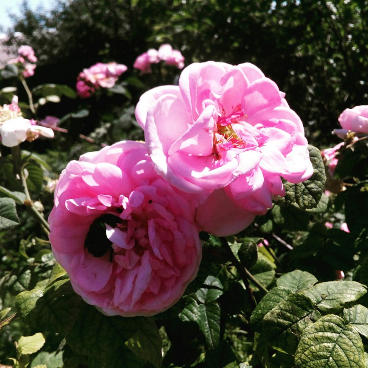 Roses