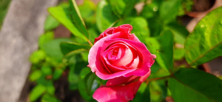 Red Rose