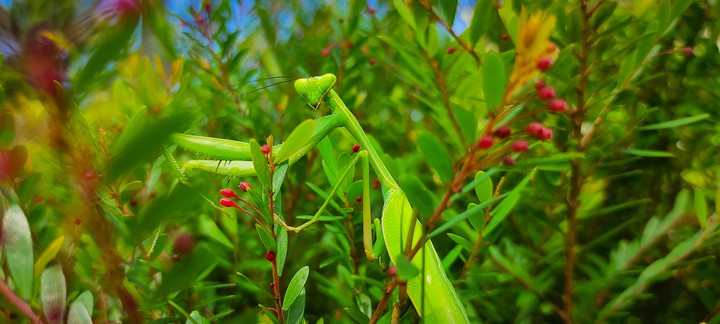 grasshopper
