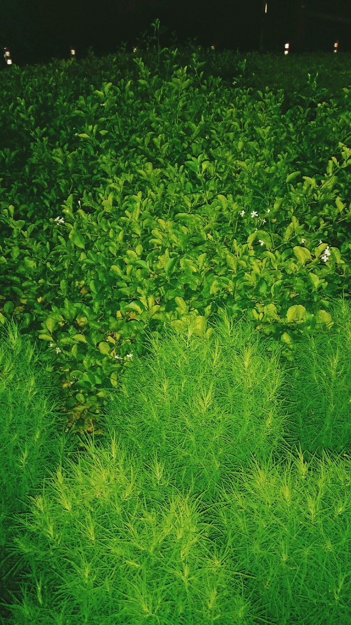 Nature Canvas