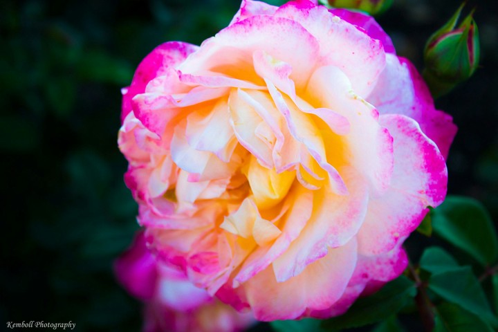 The truth beneath the rose