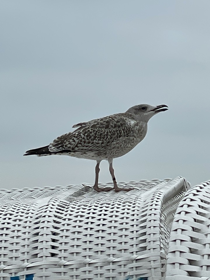Möwe