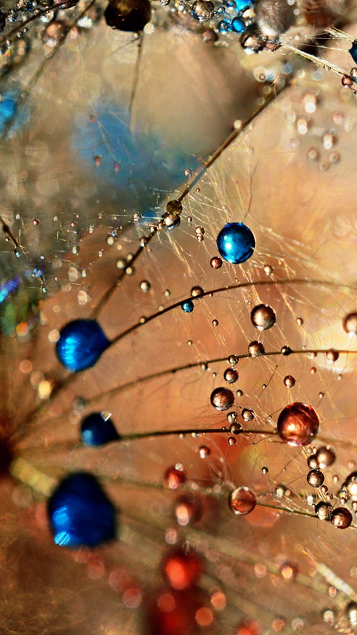 tapety dew, dry