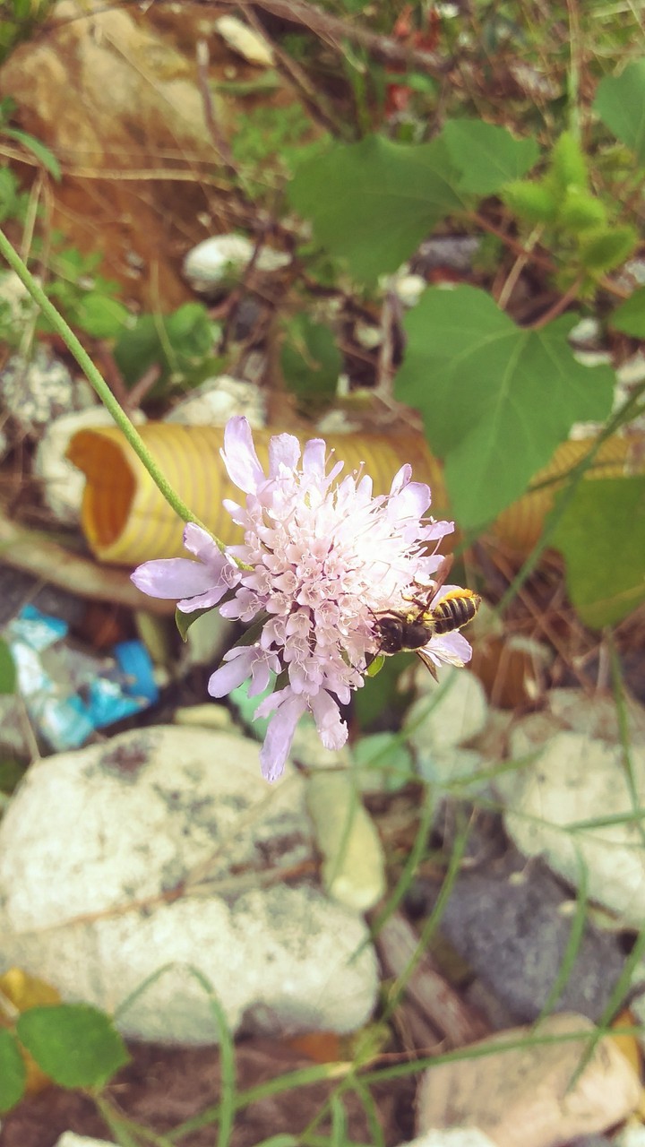 My Click