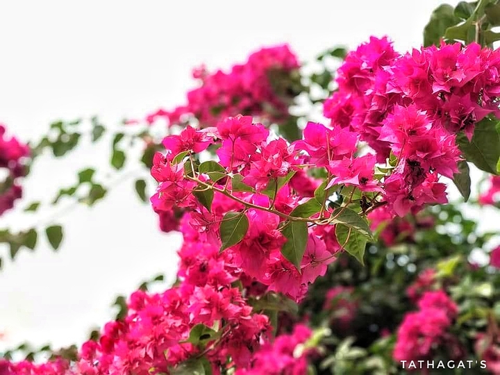 The lovely flowers