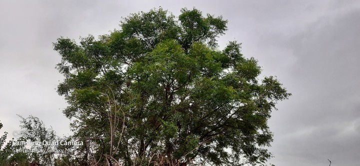 tree