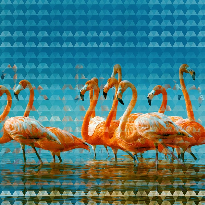 flamingo◇