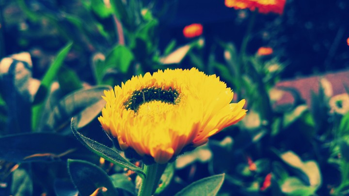 calendula
