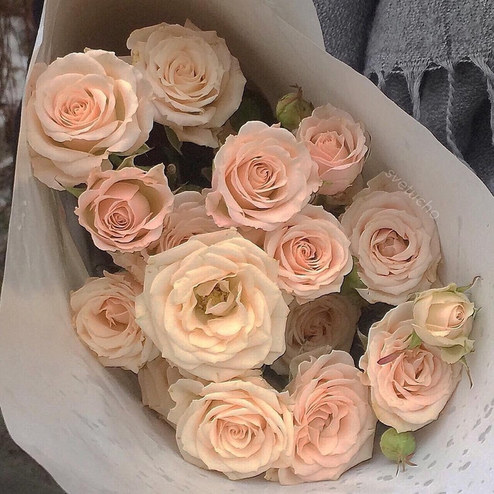 Roses