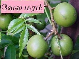 வேல மரம்