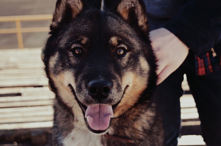 good boy