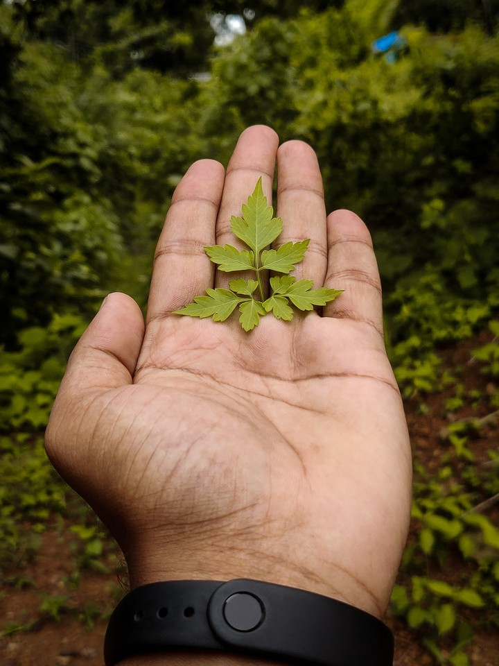 nature
