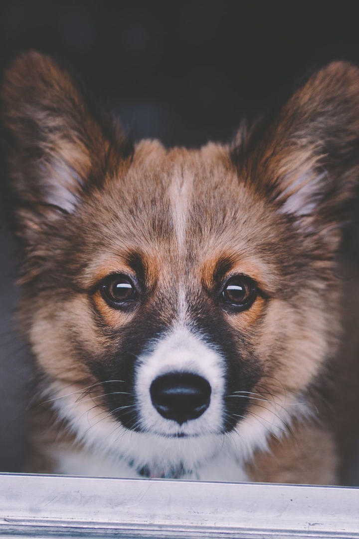 Corgi.
