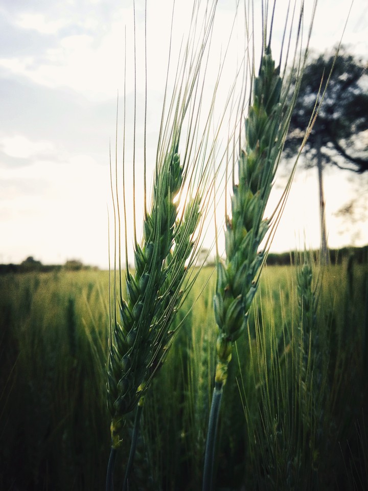 wheat