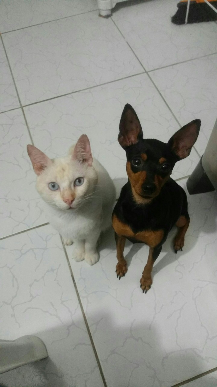 cat dog
