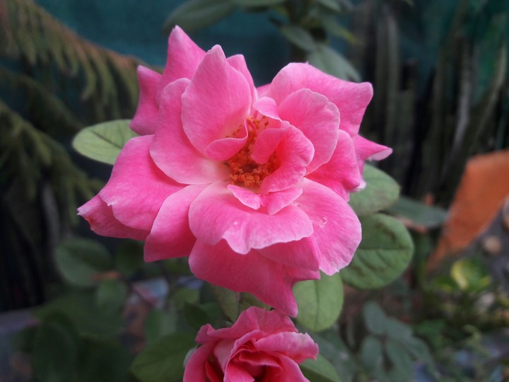 Pink Rose..