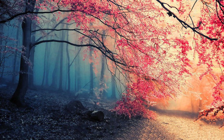 Beautiful tree