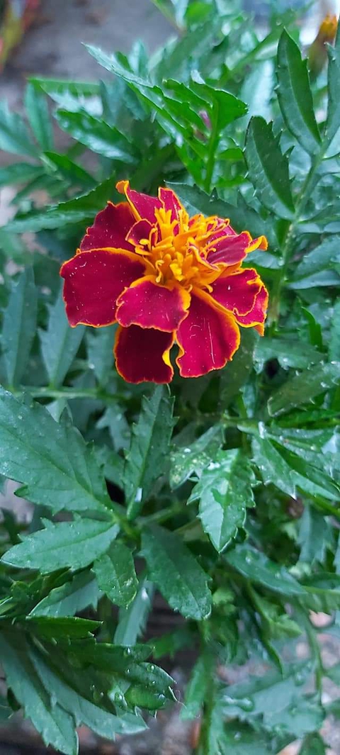 Beautiful flower