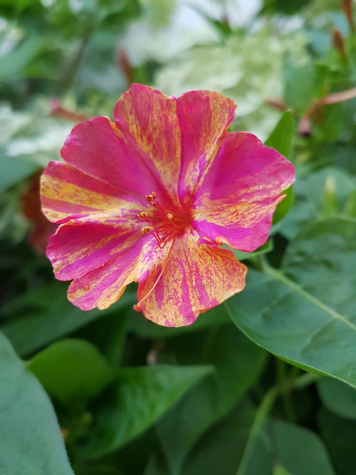 Mom's Garden