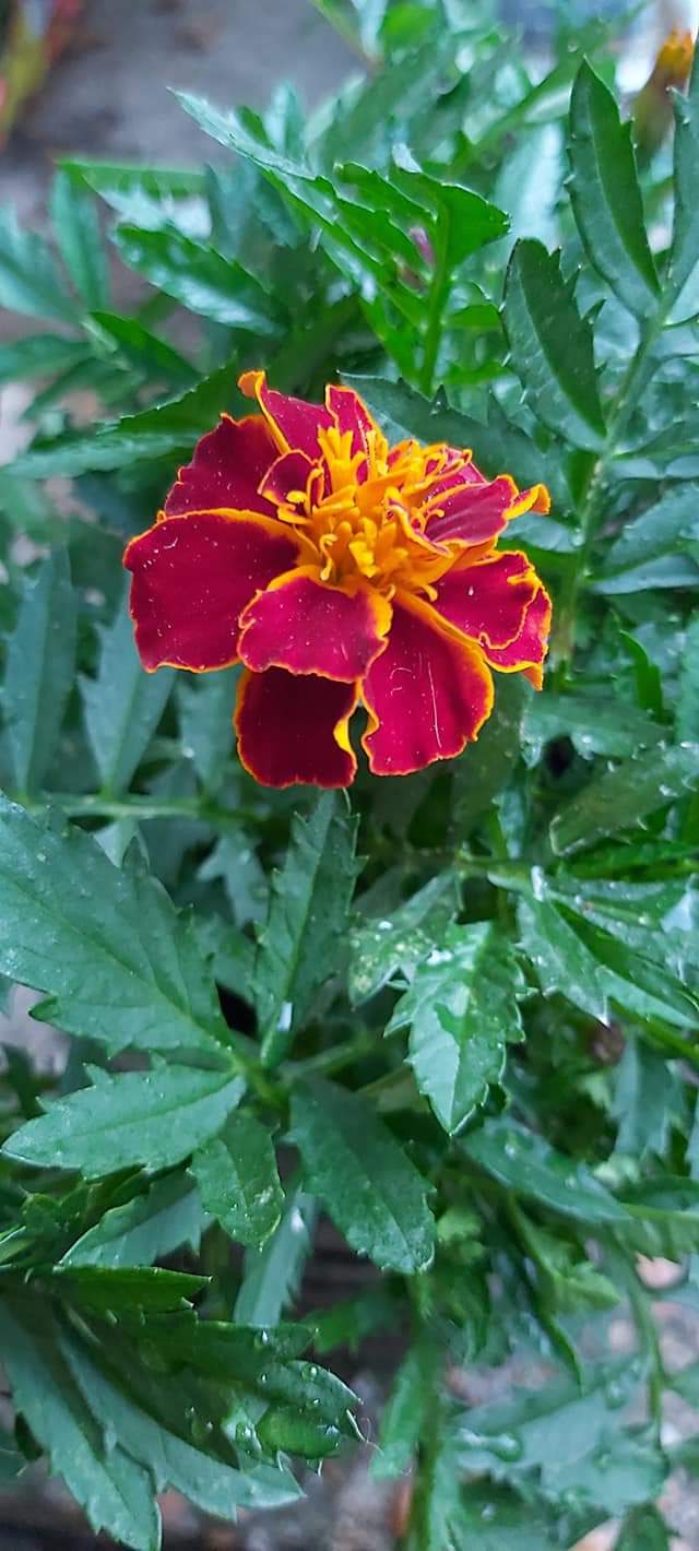 Beautiful flower