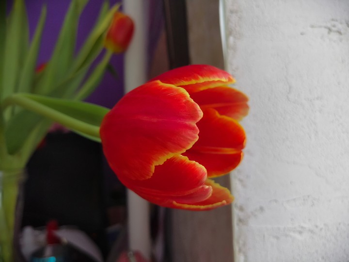 Tulip