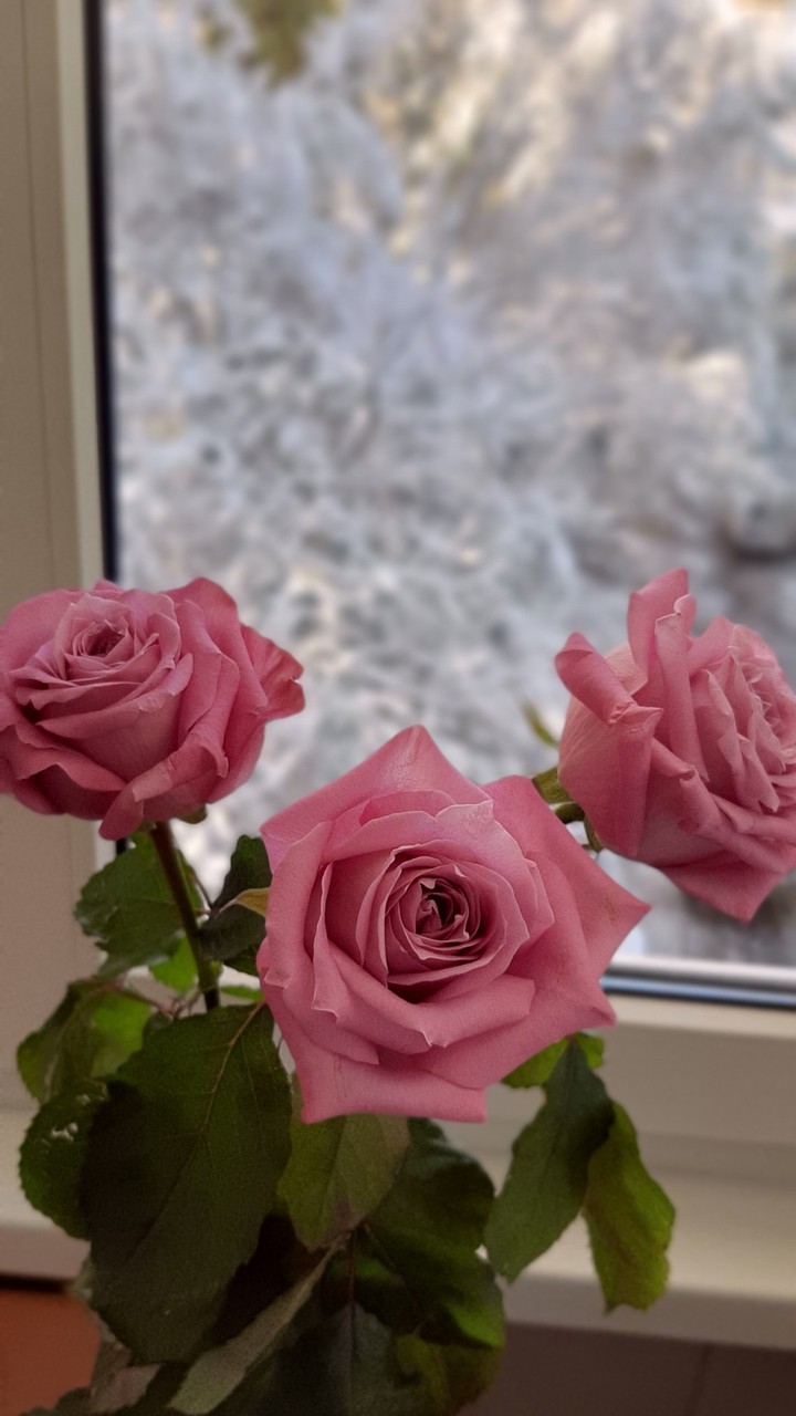 rose
