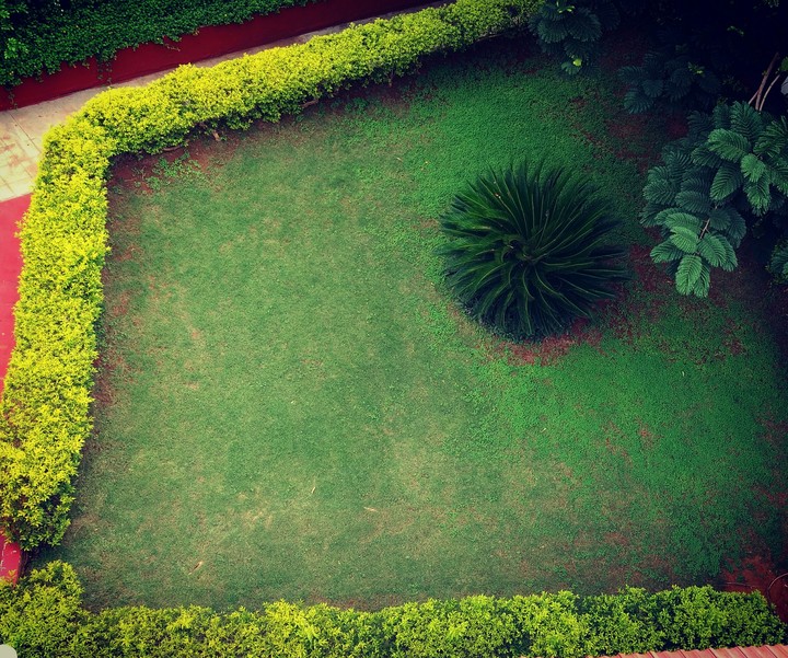 grass lawn