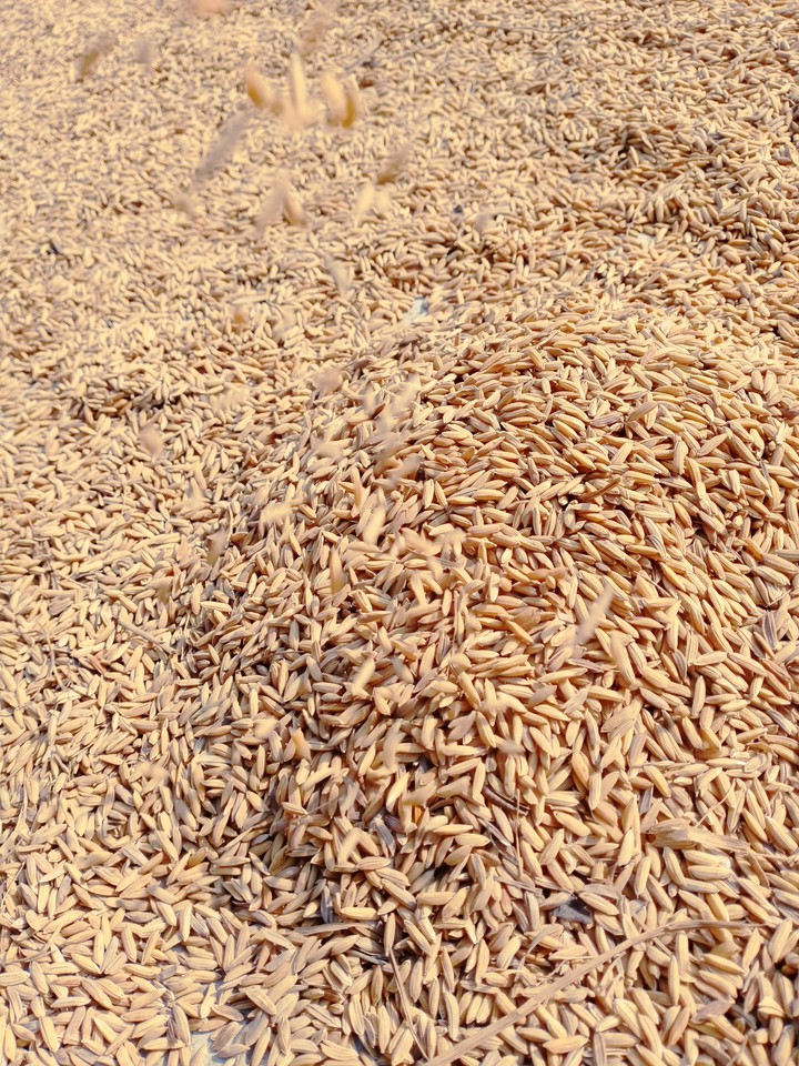 rice For dryer