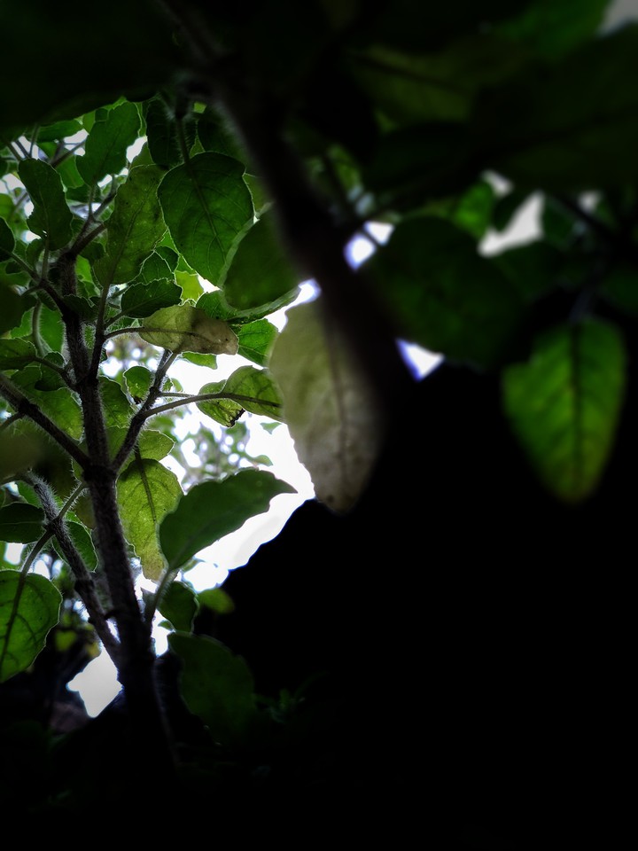 Plant