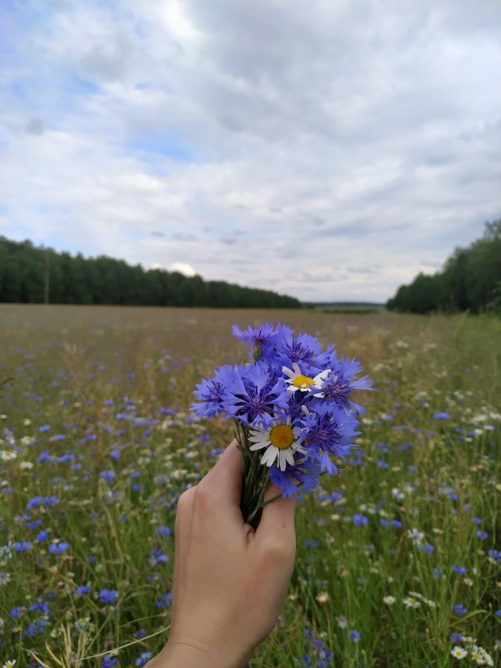 Cornflower