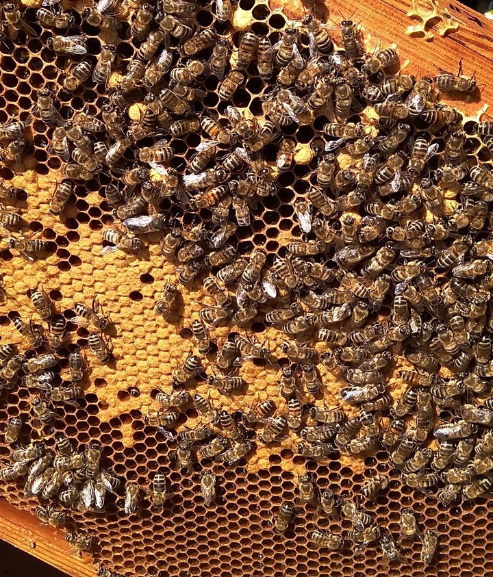 bees