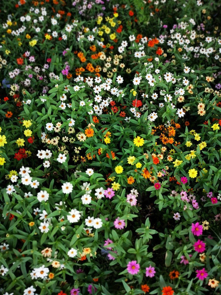 flores por montones