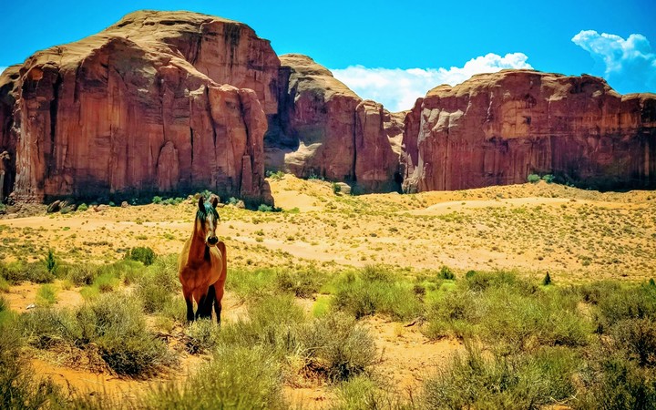 Horse desert