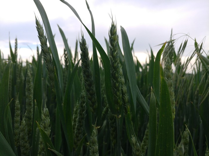 wheat field