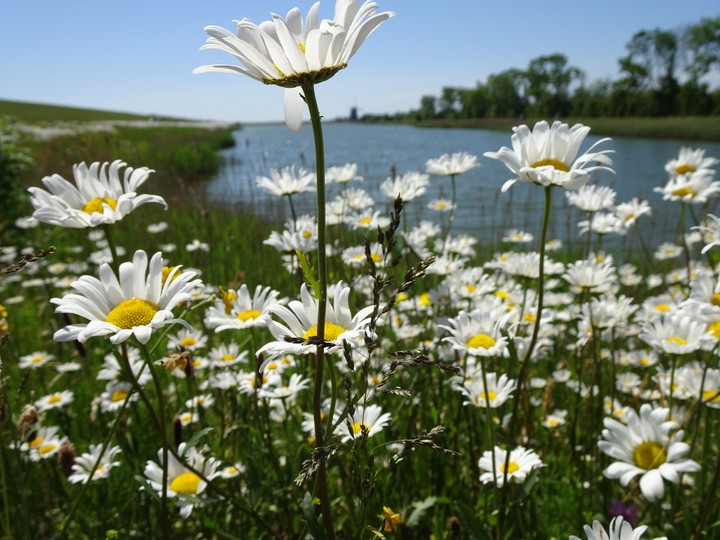 flowers