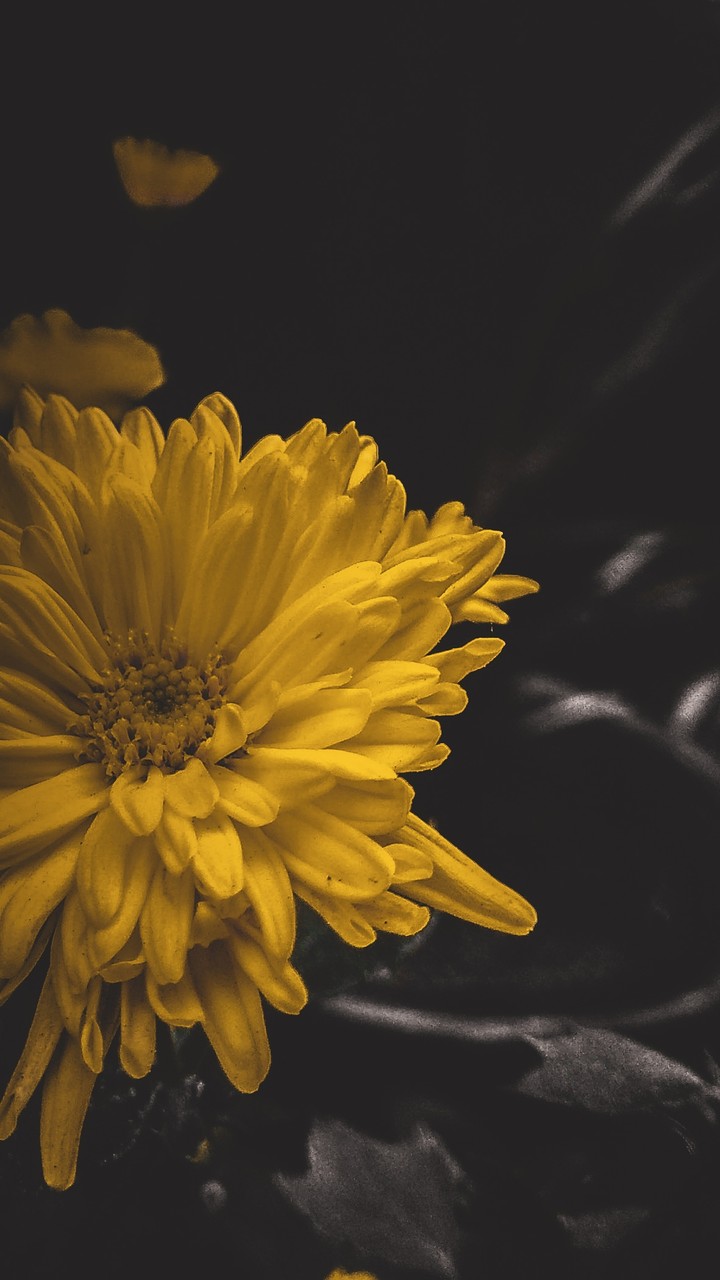 closeup look of flower
