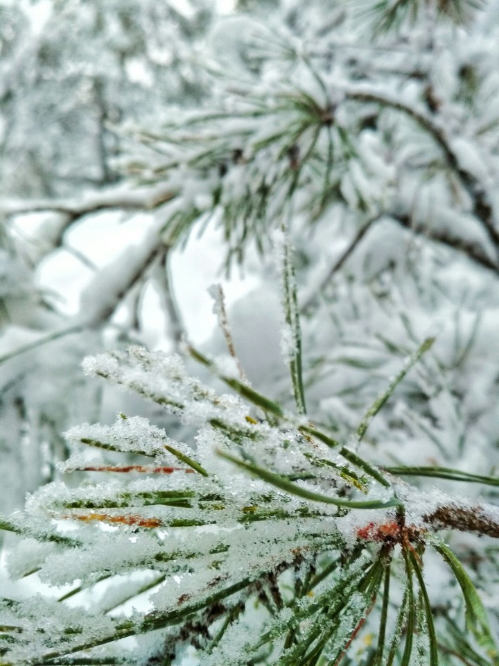 pine tree