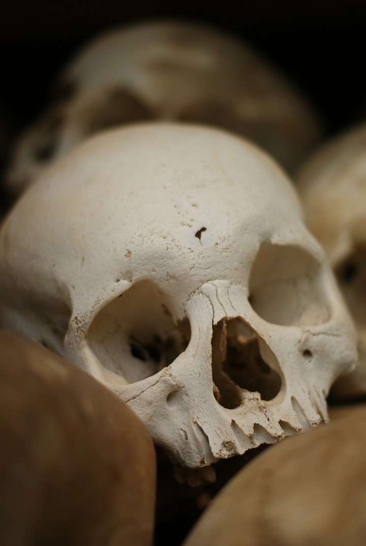 Human Skeleton