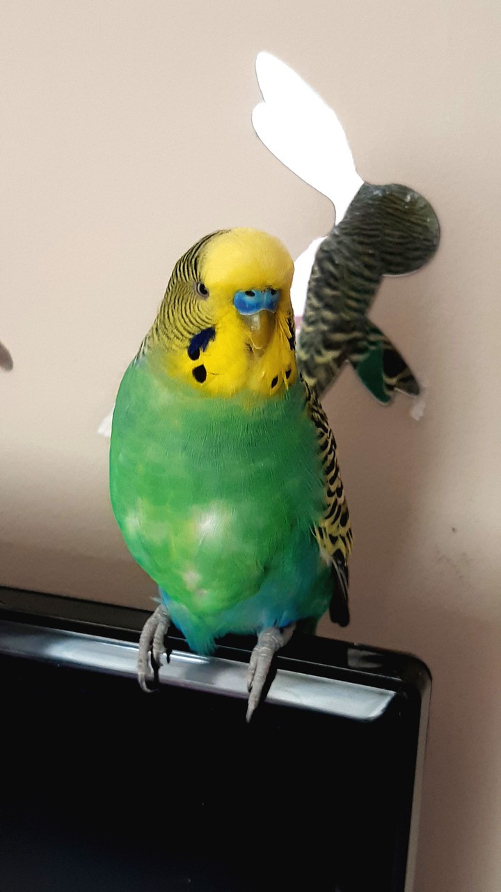 budgie