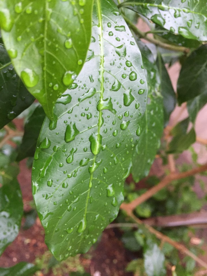 after rain fall