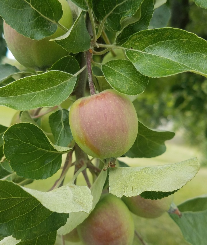 Suculent Apple