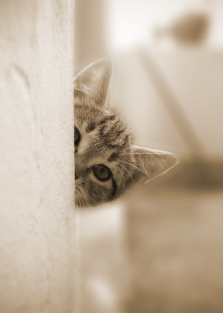 котёнок