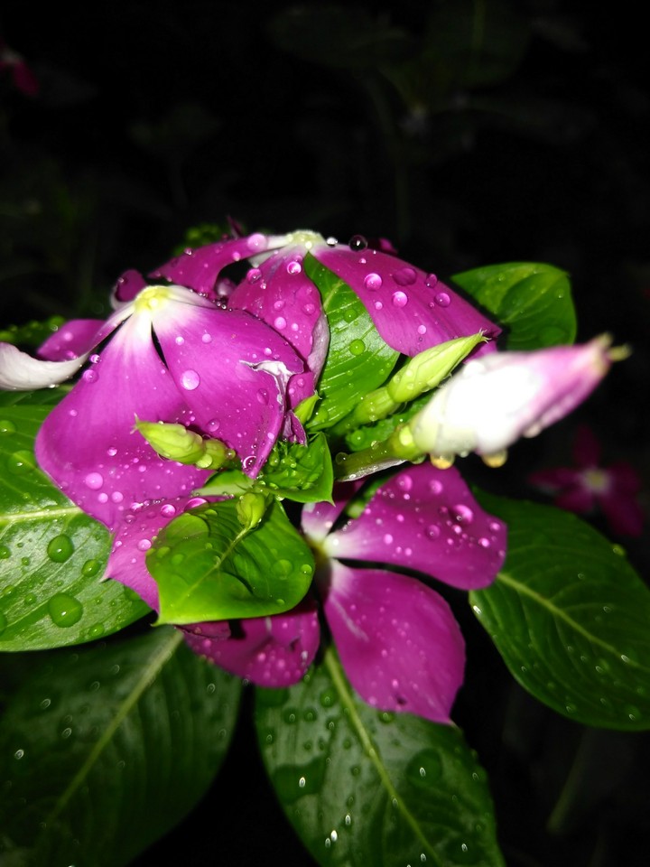 flower rain drops
