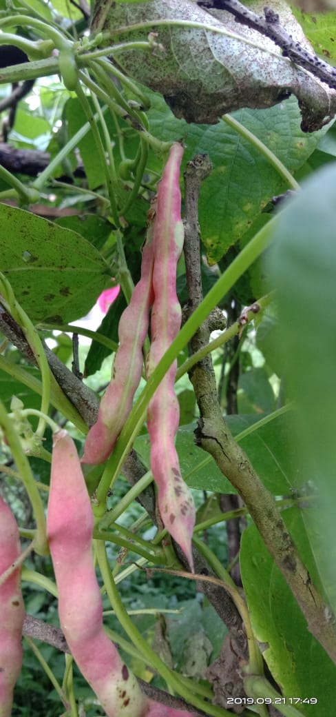 beans